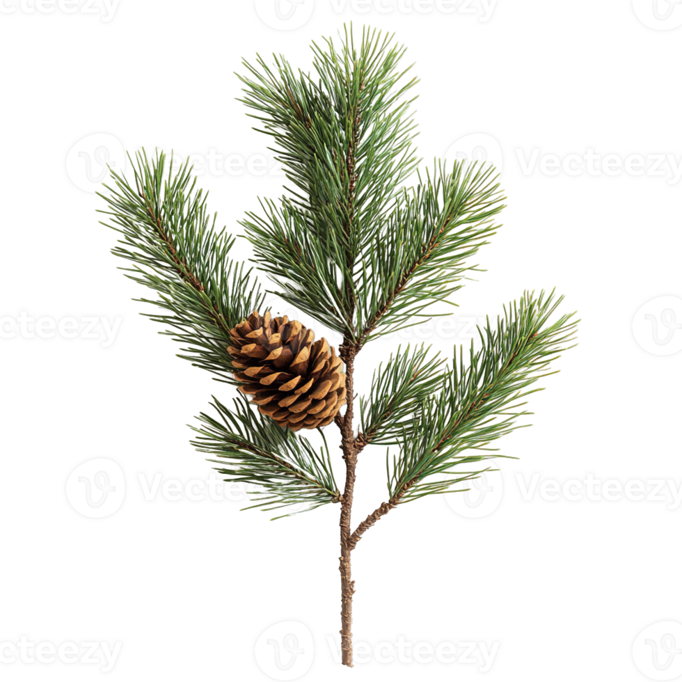 Close-Up of Pine Cones on a Green Pine Branch Isolated on Transparent Background png
