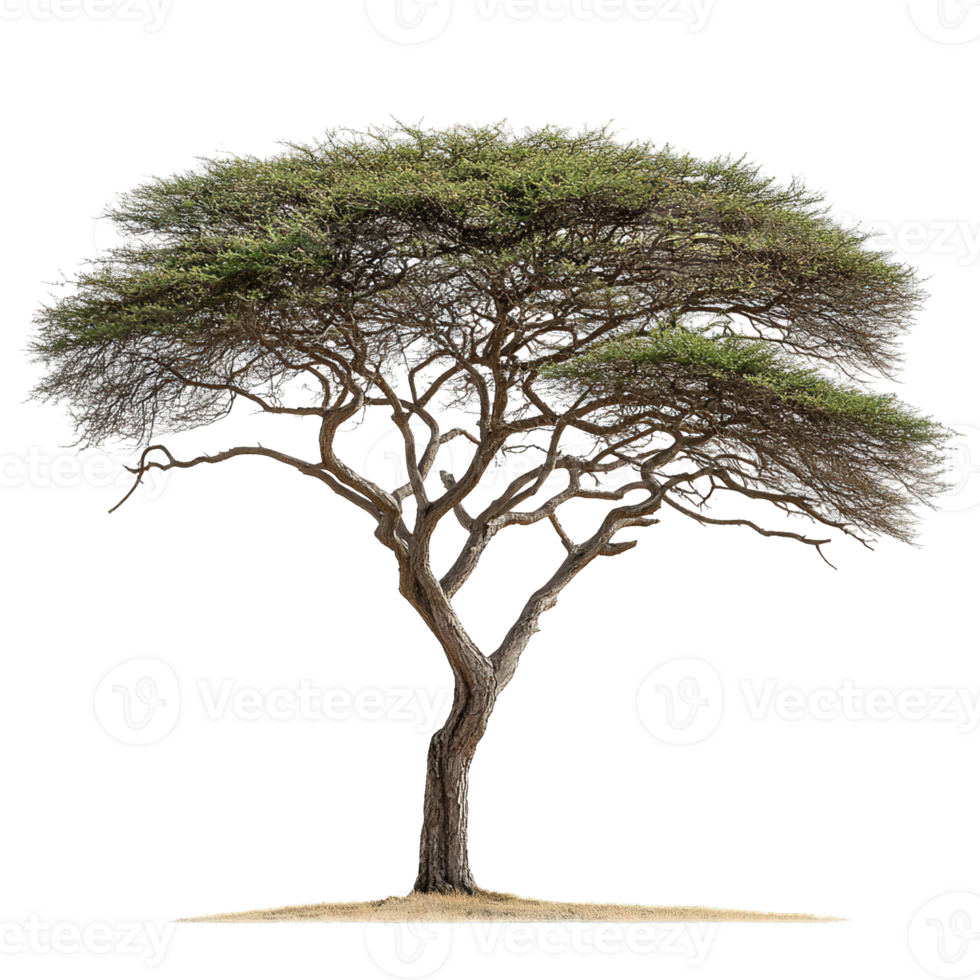 Acacia Tree with Delicate Leaves and Wide Sprawling Canopies Isolated on Transparent Background png