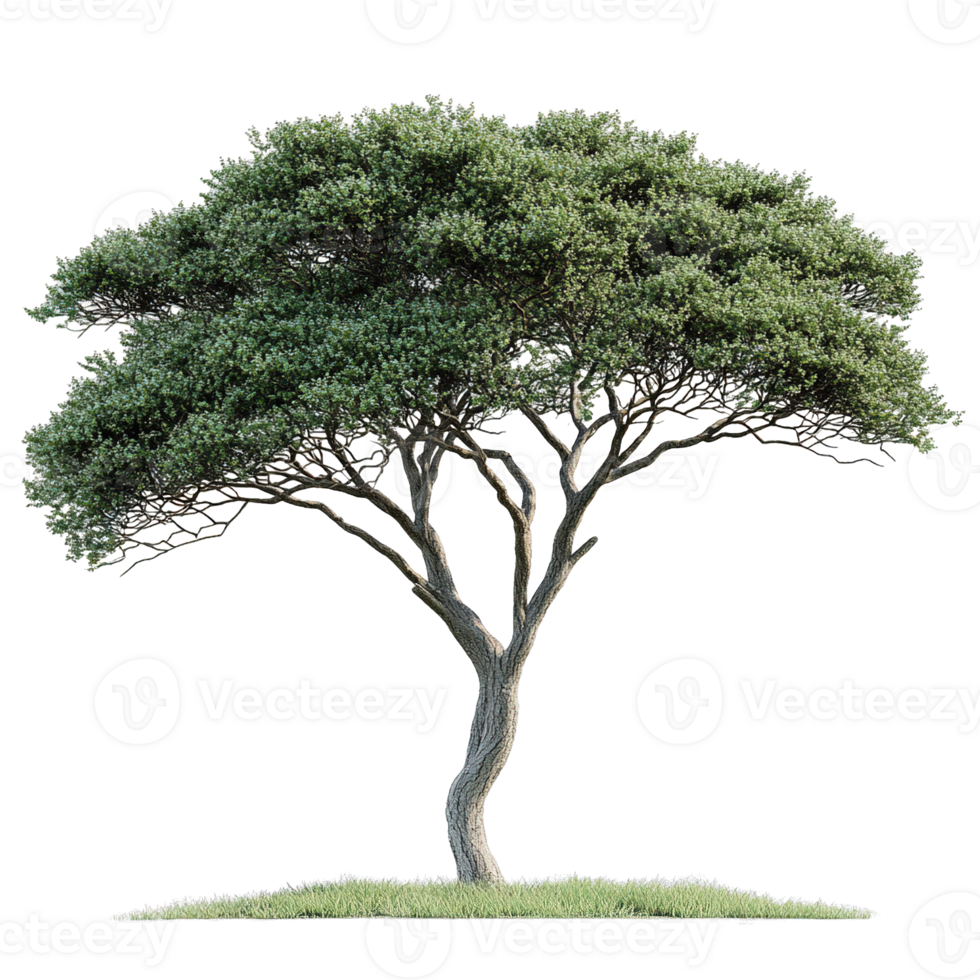 Acacia Tree with Flat-Topped Canopies and Complex Trunk Structures png