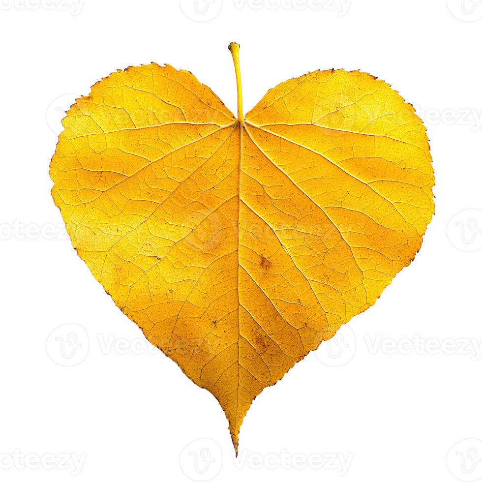 Isolated Yellow Aspen Leaf with Smooth Edges and Heart Patterns png