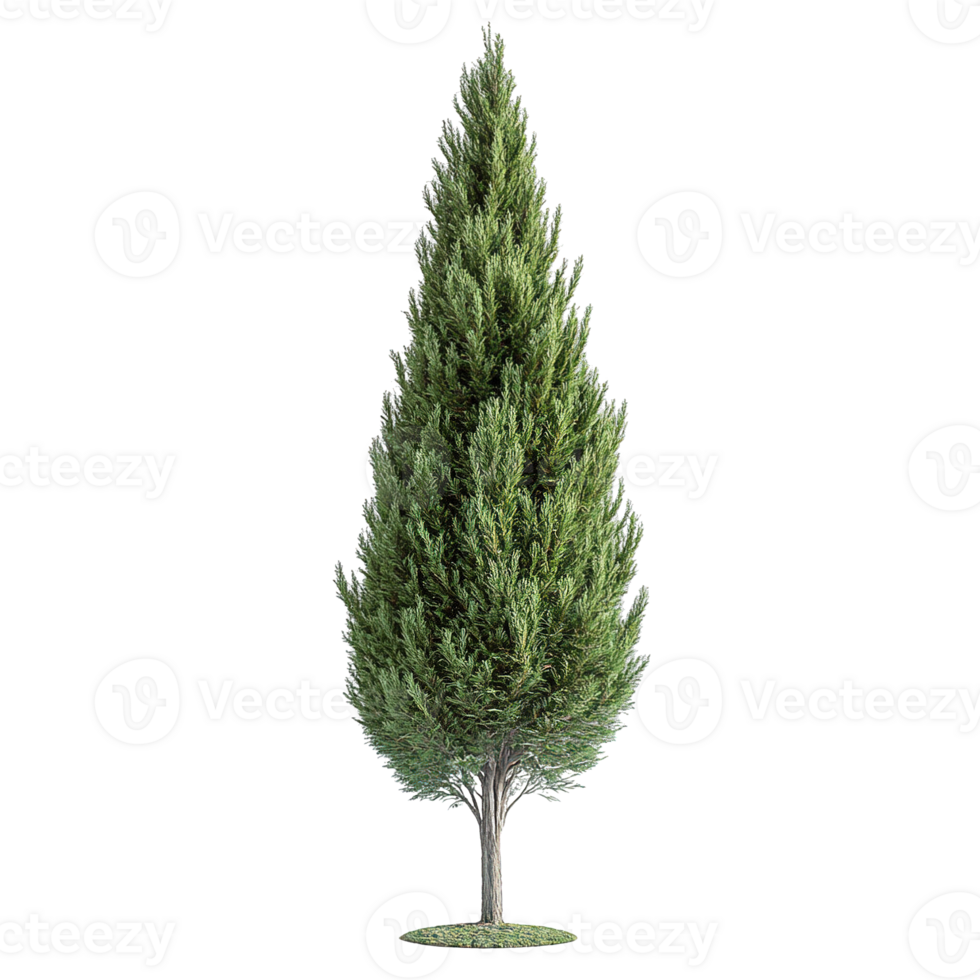 Dense green foliage of a tall cypress tree with distinctive vertical form on transparent background png