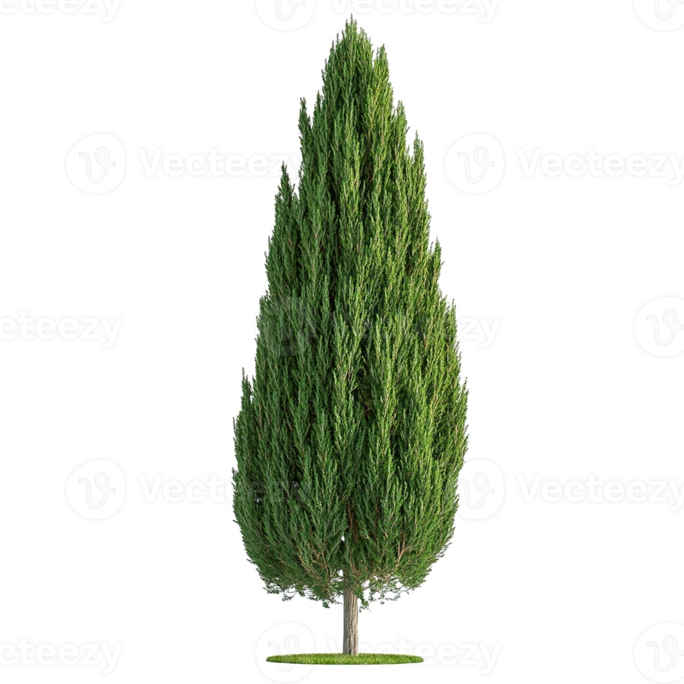 solteiro alta cipreste árvore com rico verde folhas e simétrico cone forma png