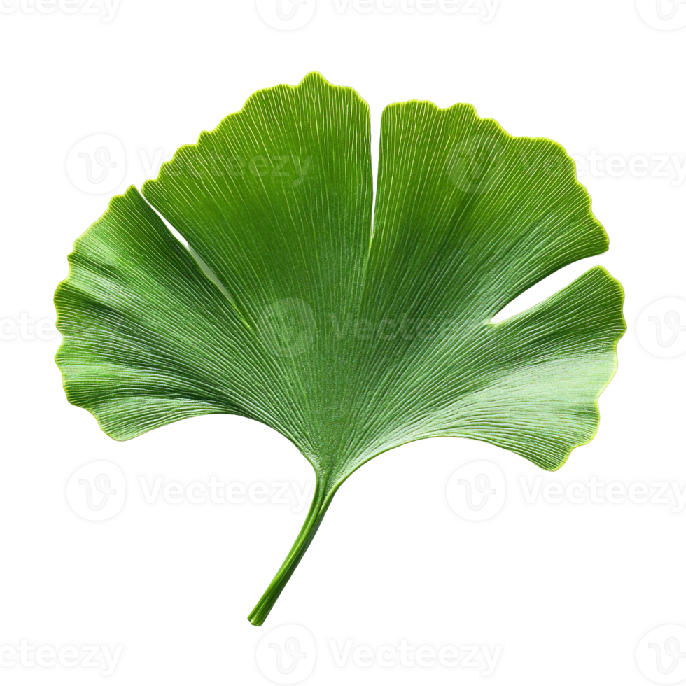Green fan-shaped leaf of ginkgo tree with visible veins and smooth texture on Transparent Background png