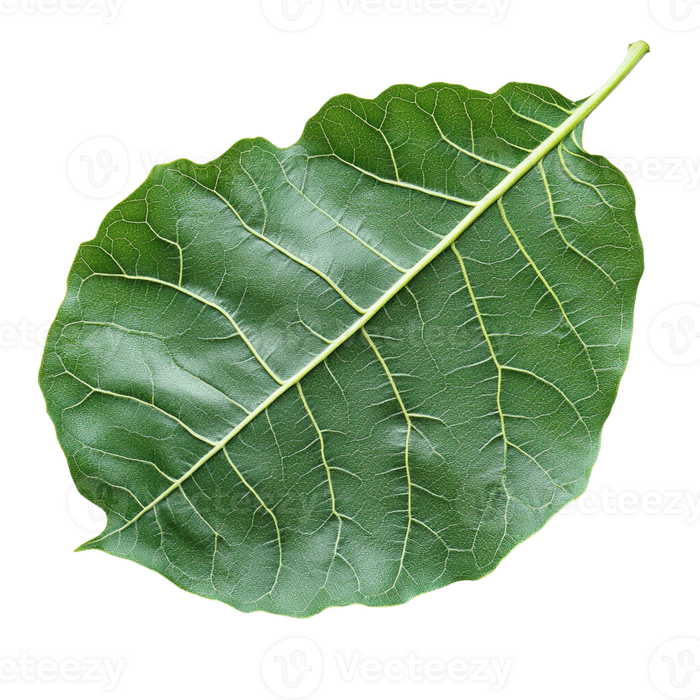Fig Leaf with Prominent Veins and Glossy Surface png