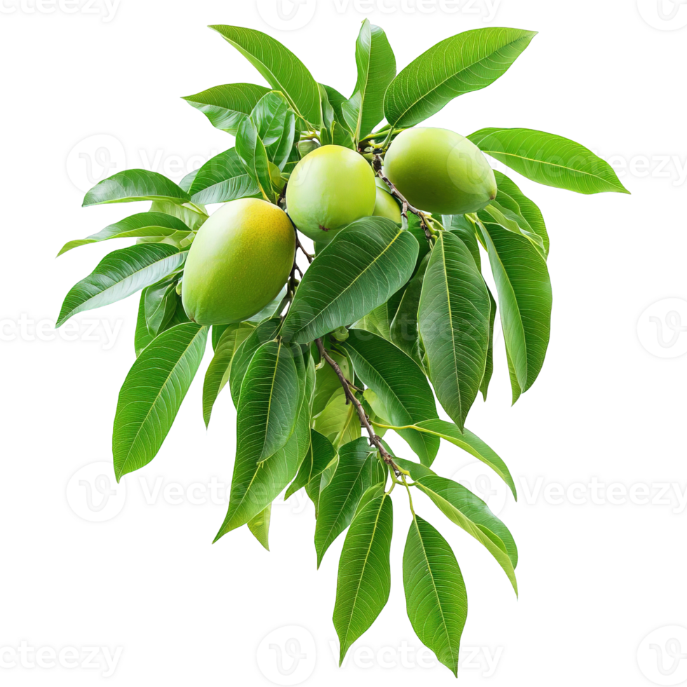 Mangoes on a Branch with Glossy Green Leaves on Transparent Background png