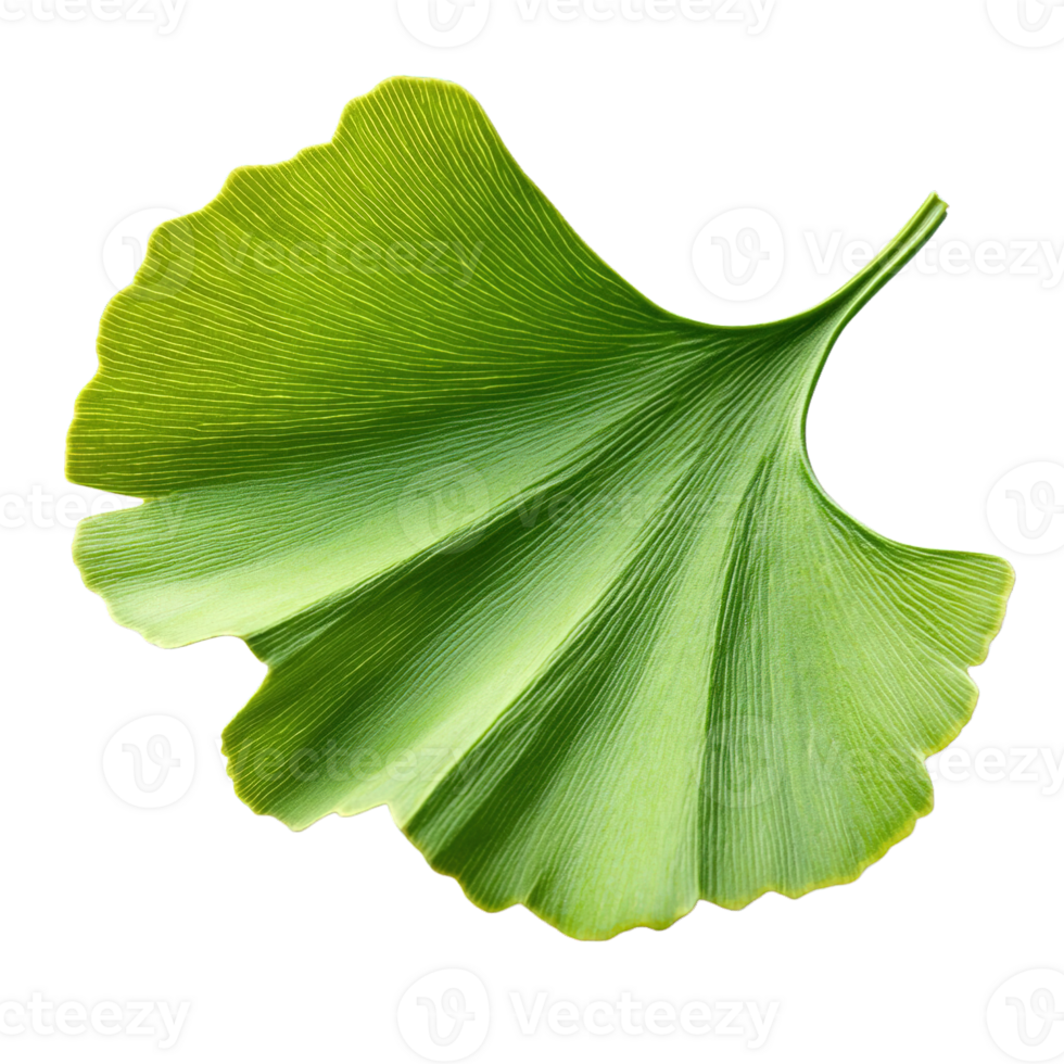 Isolated ginkgo biloba leaf highlighting fan shape and natural patterns png