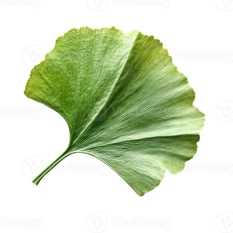 Vibrant green ginkgo biloba leaf with intricate veins and rounded edges png