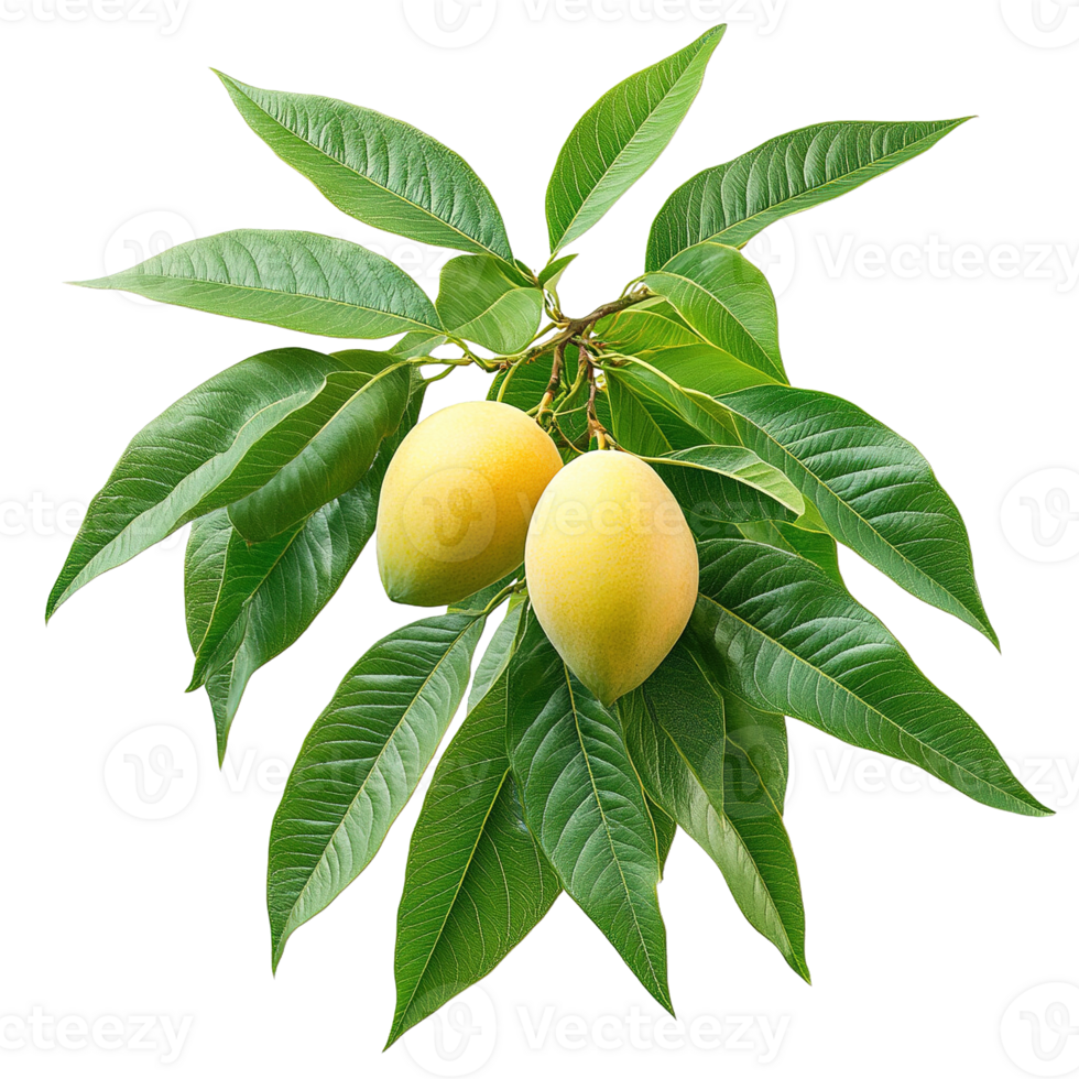 Mango Tree Branch Laden with Ripe Mangoes on Transparent Background png