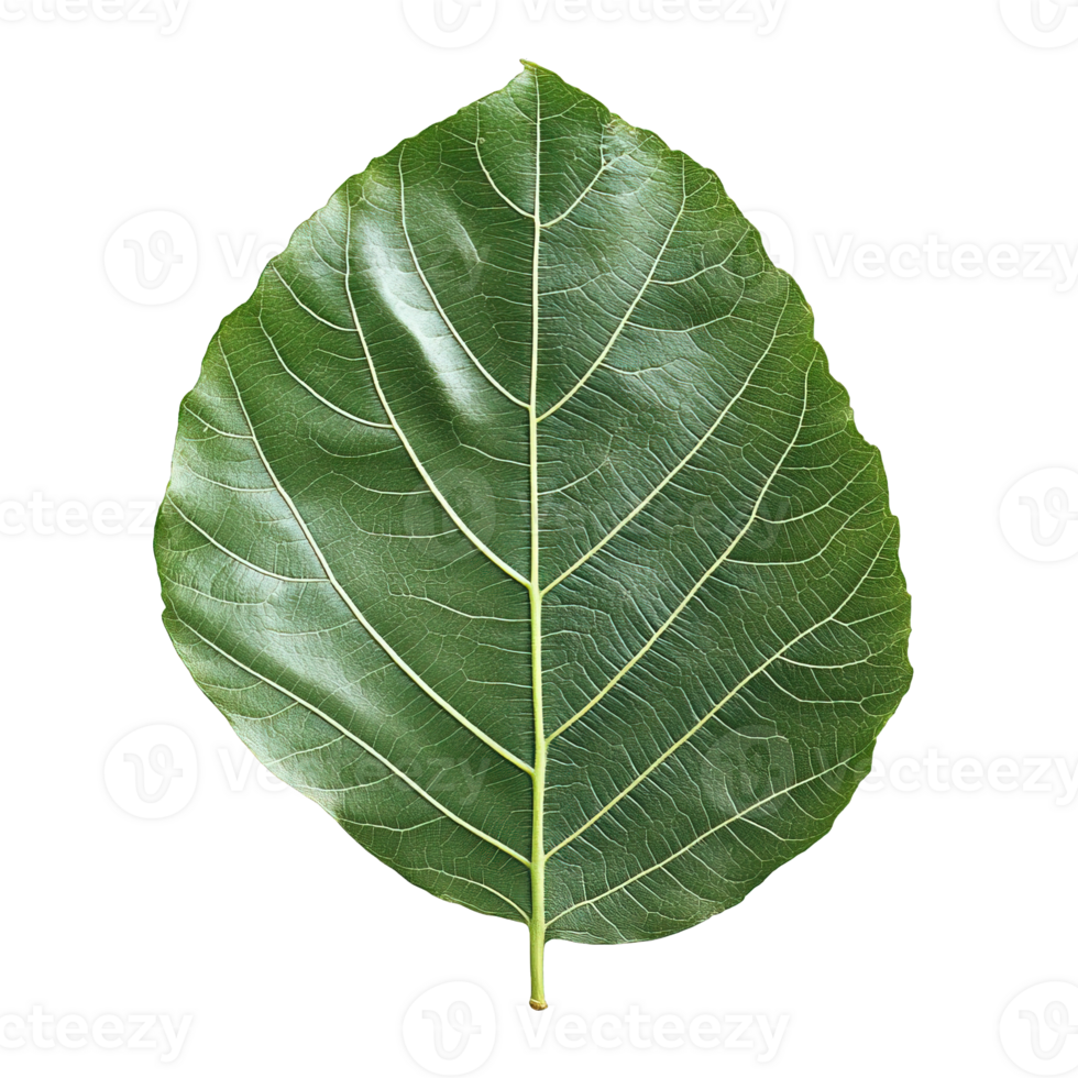 Fig Leaf in Vivid Green with Detailed Vein Patterns on Transparent Background png