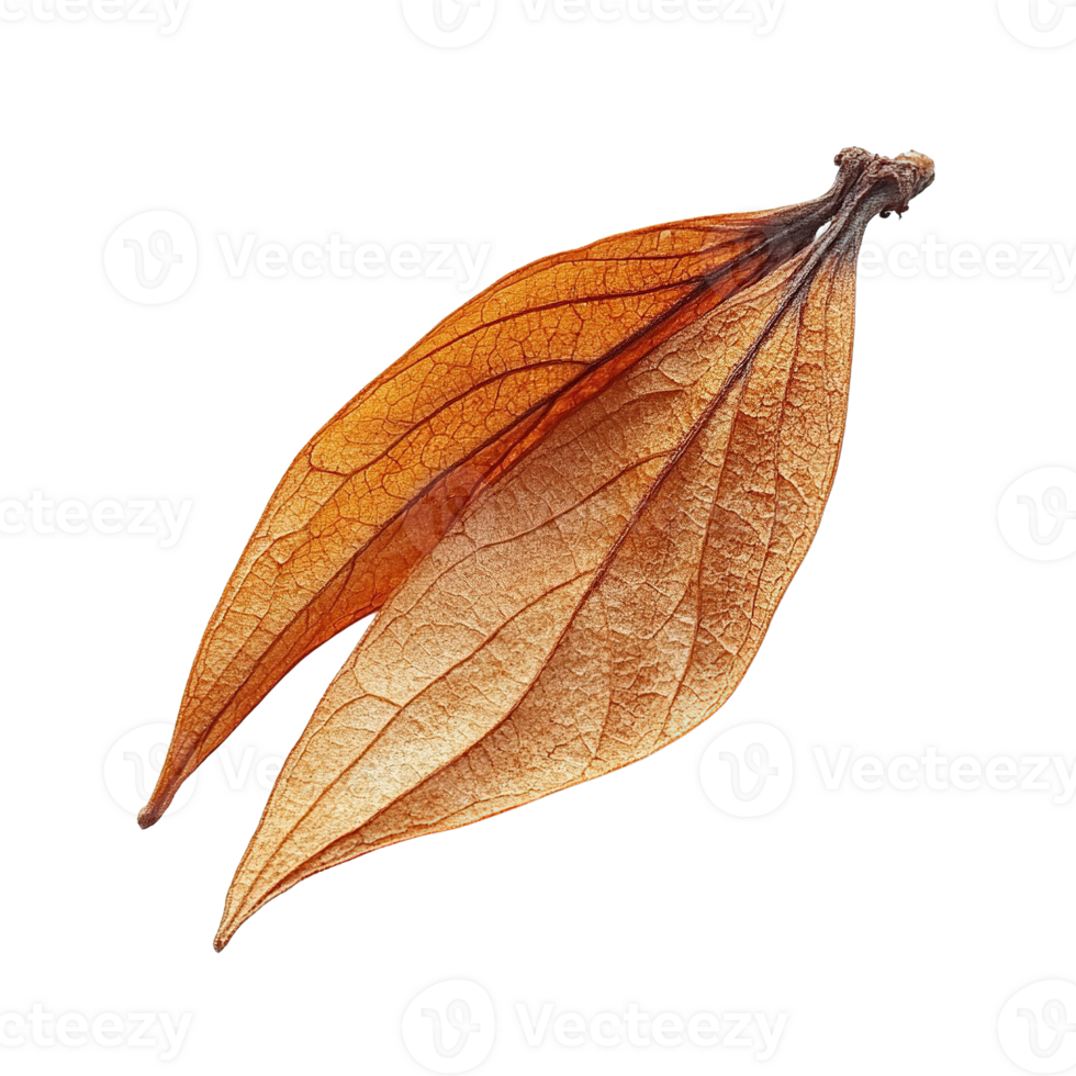 Natural Dried Maple Seed with Unique Textures on Transparent Background png