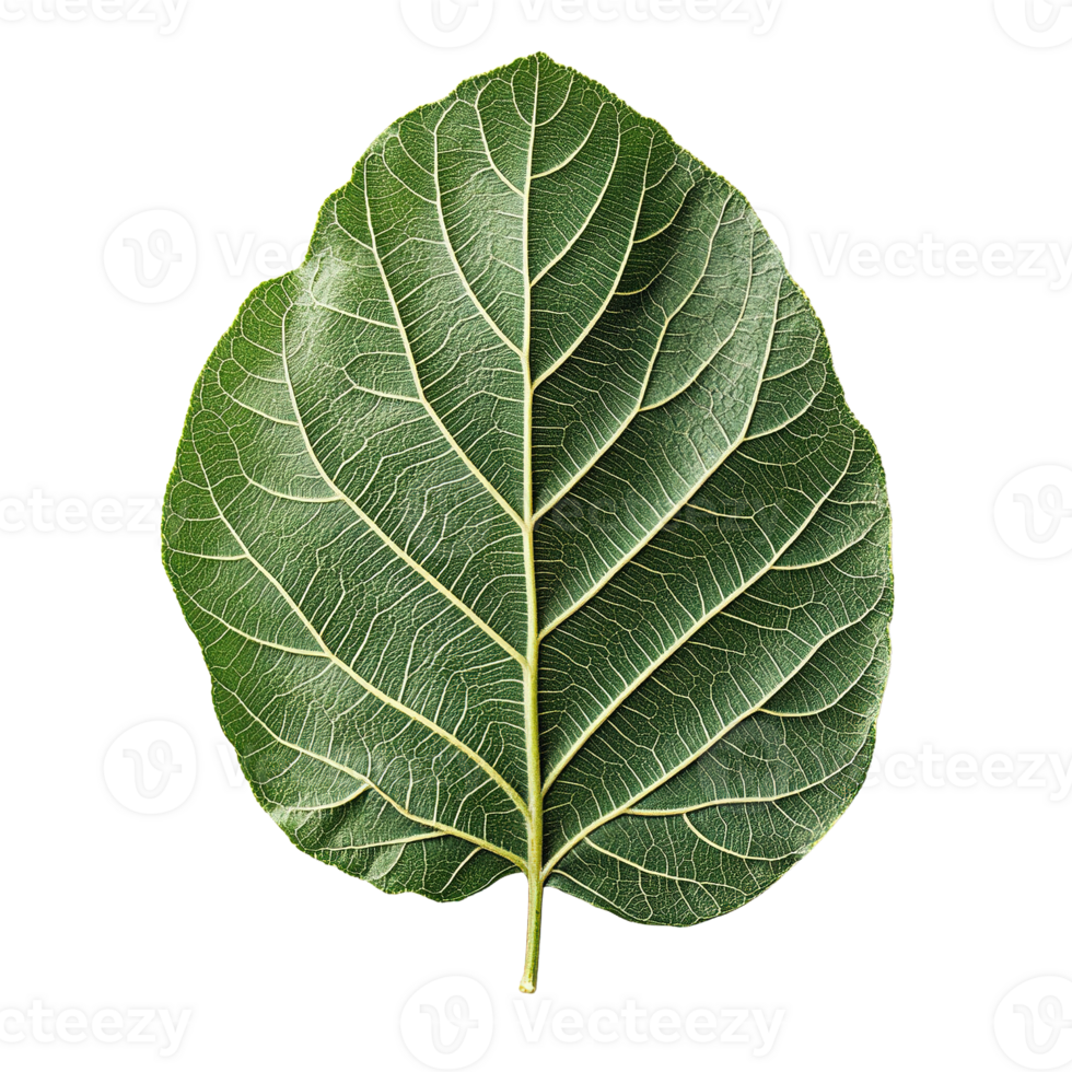 Fig Leaf in Lush Green Shades with Natural Textures Isolated on Transparent Background png