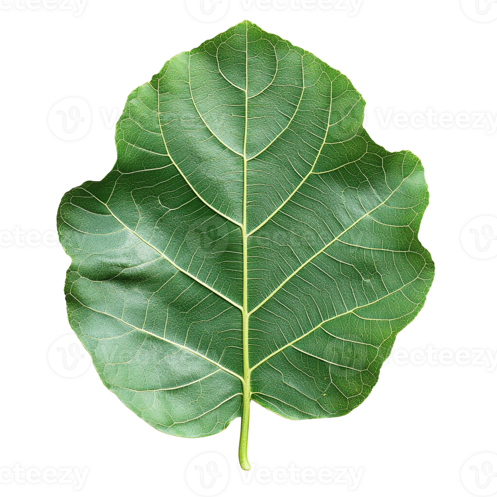 Glossy Fig Leaf with Distinct Lobes and Intricate Veins png