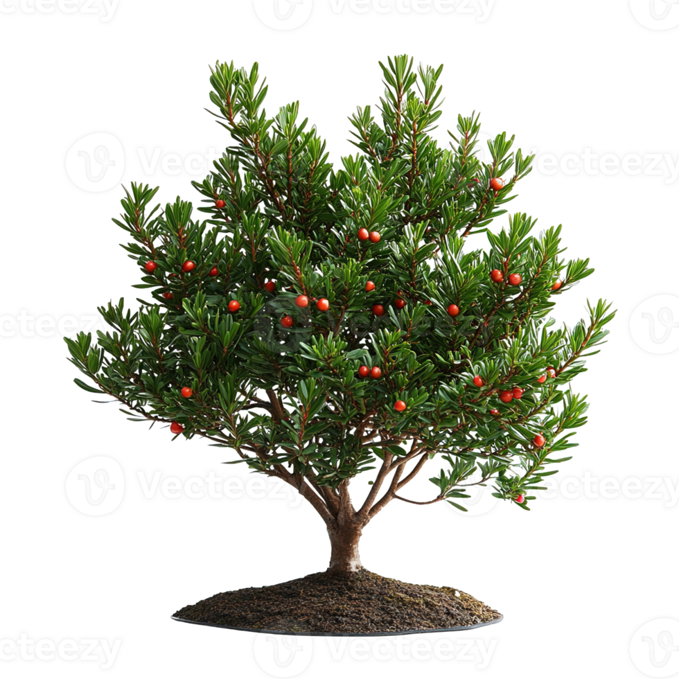 Yew Tree with Bright Red Berries on a Soil Mound png