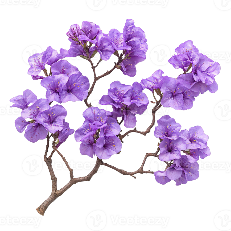 Delicate Violet Jacaranda Flowers on a Branch png