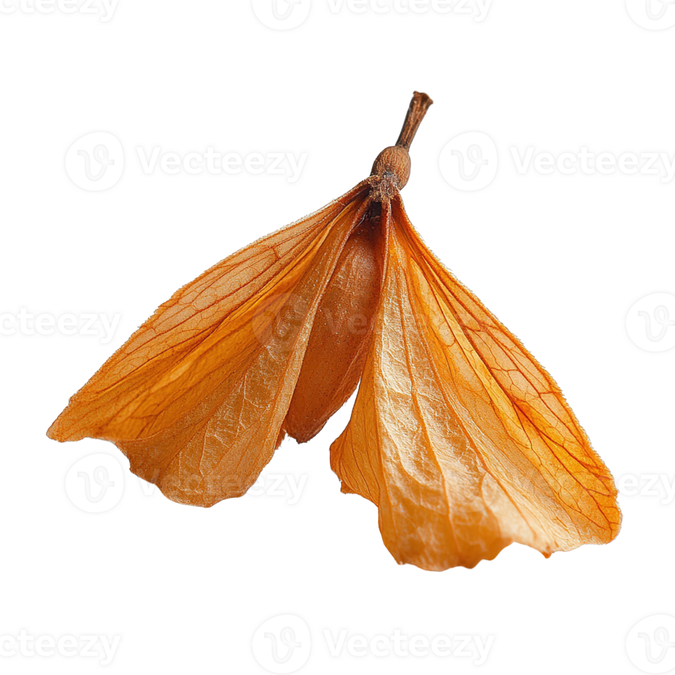 Close-Up of Autumn Maple Seed with Veined Texture Isolated on Transparent Background png