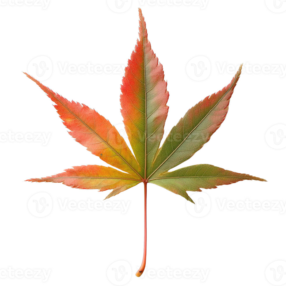 Delicate Japanese Maple Leaf with Gradient Colors png