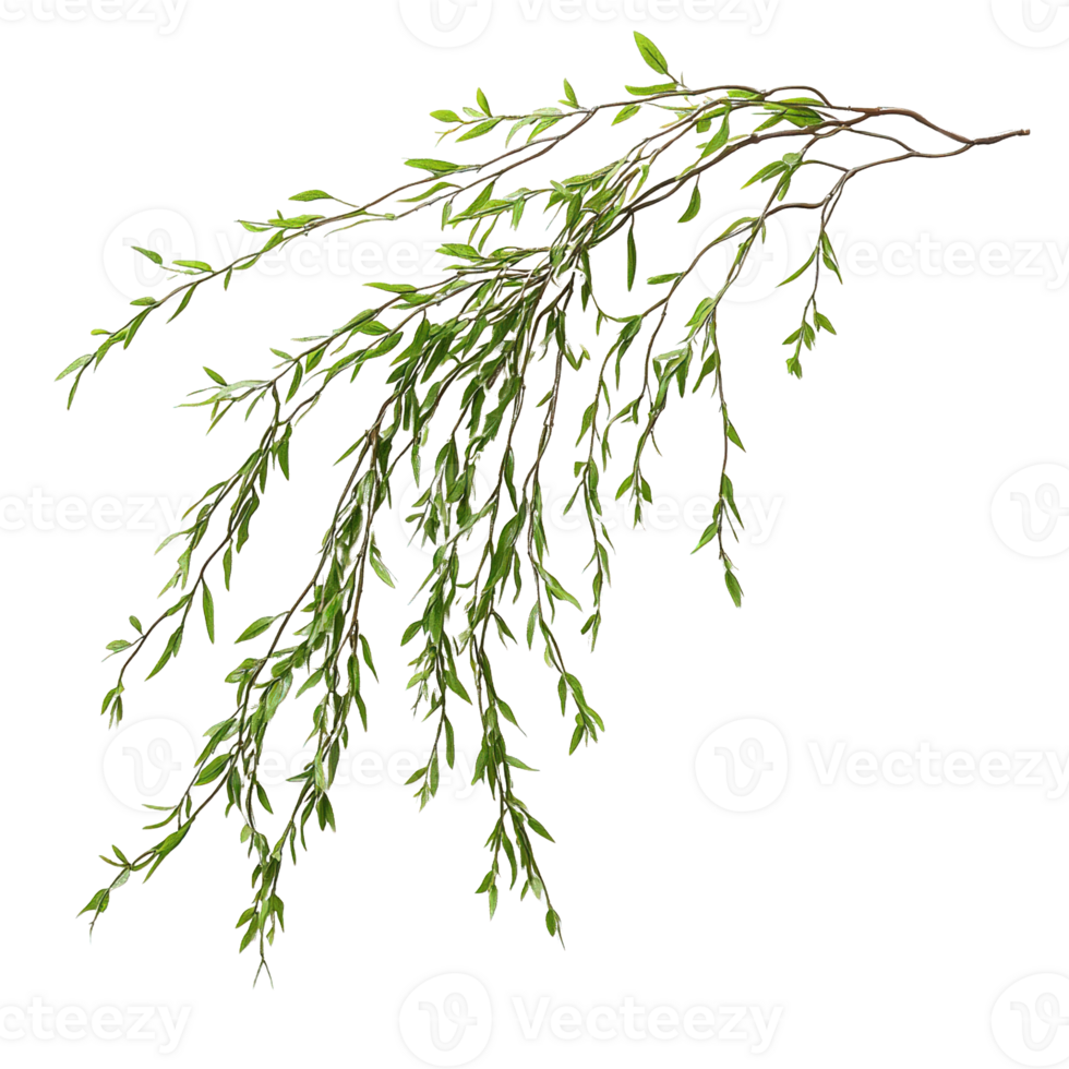 Natural Willow Tree Branch with Small, Fresh Leaves and Detailed Texture on Transparent Background png