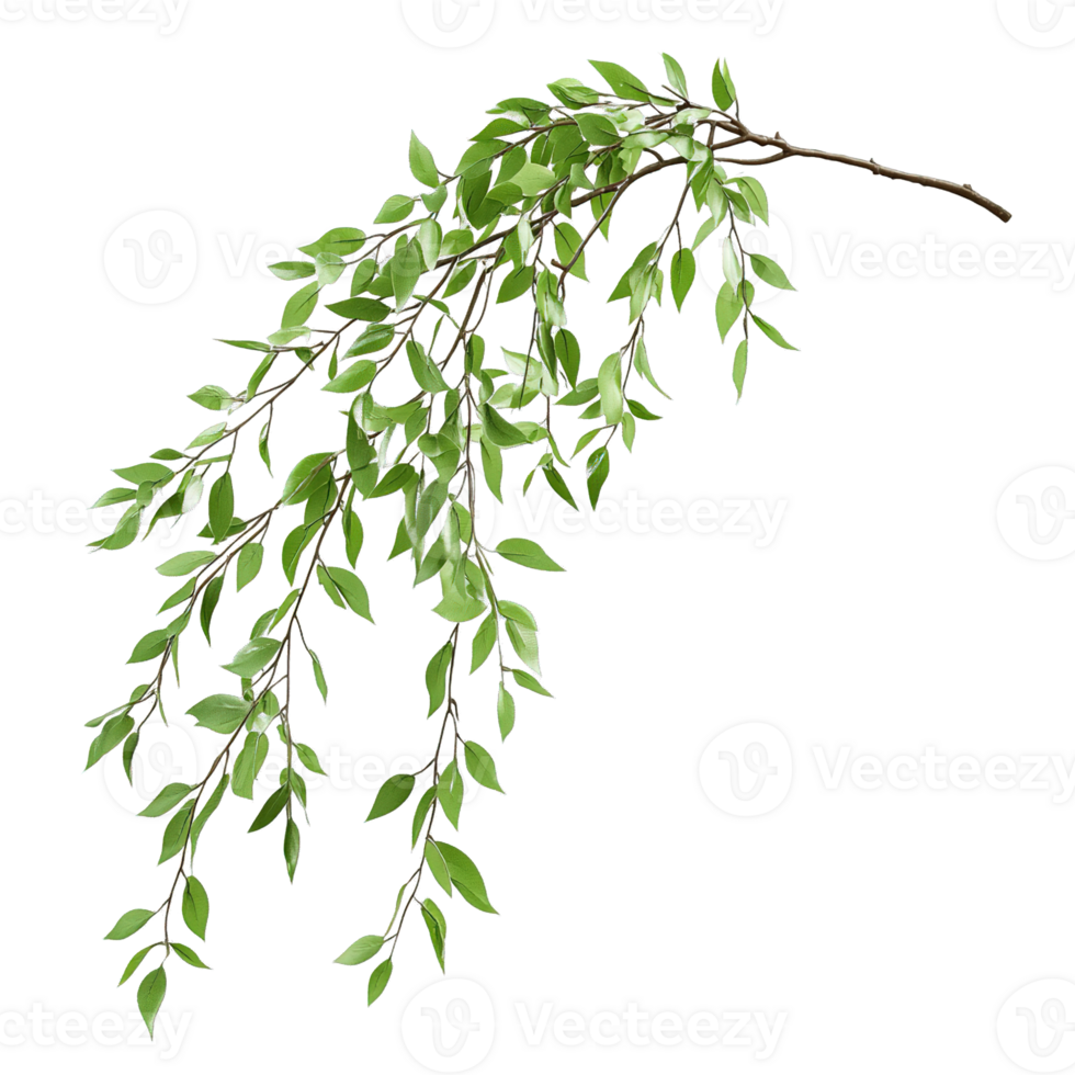 Willow Tree Branch with Detailed Leaves and Smooth Texture Isolated on Transparent Background png