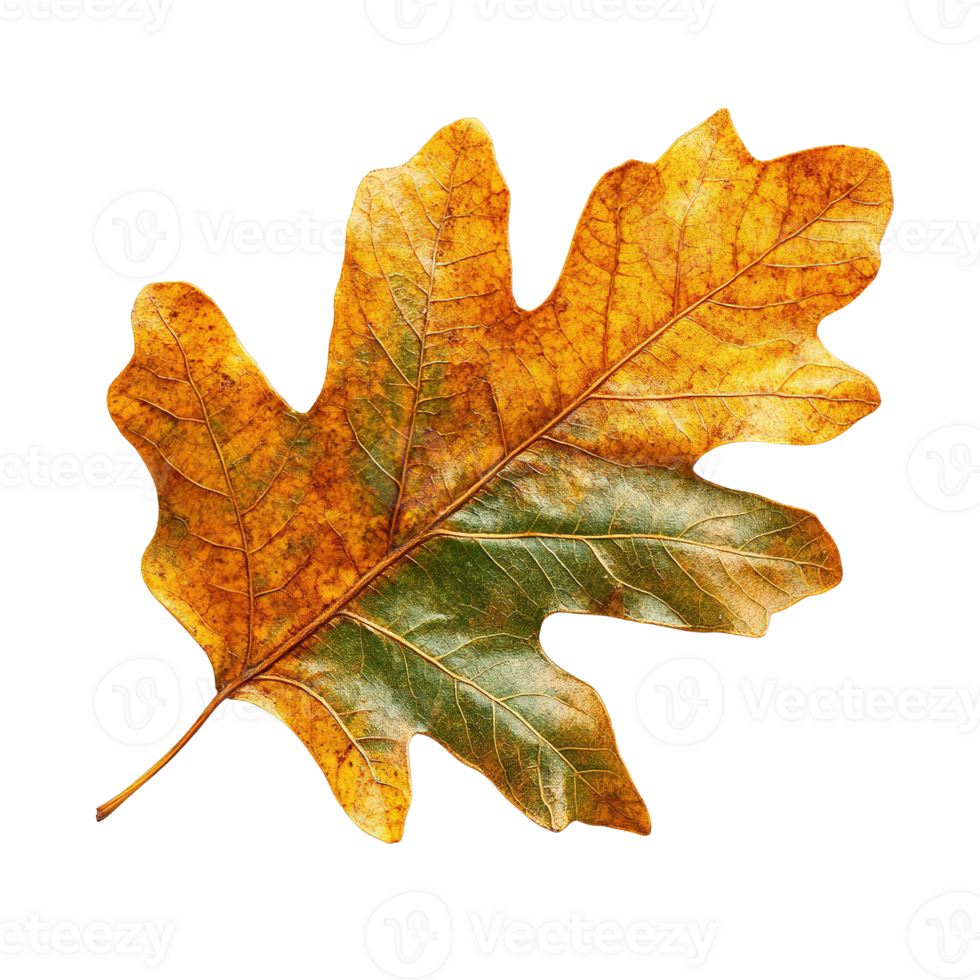 Intricate Oak Leaf with Lobed Shape and Autumn Color Palette png