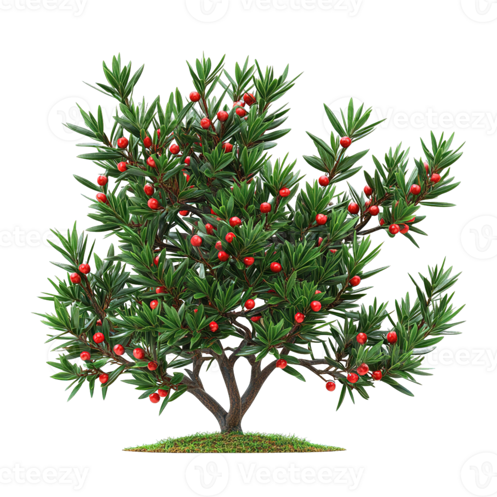 Yew Tree with Lush Green Leaves and Small Red Berries on a Soil Mound png