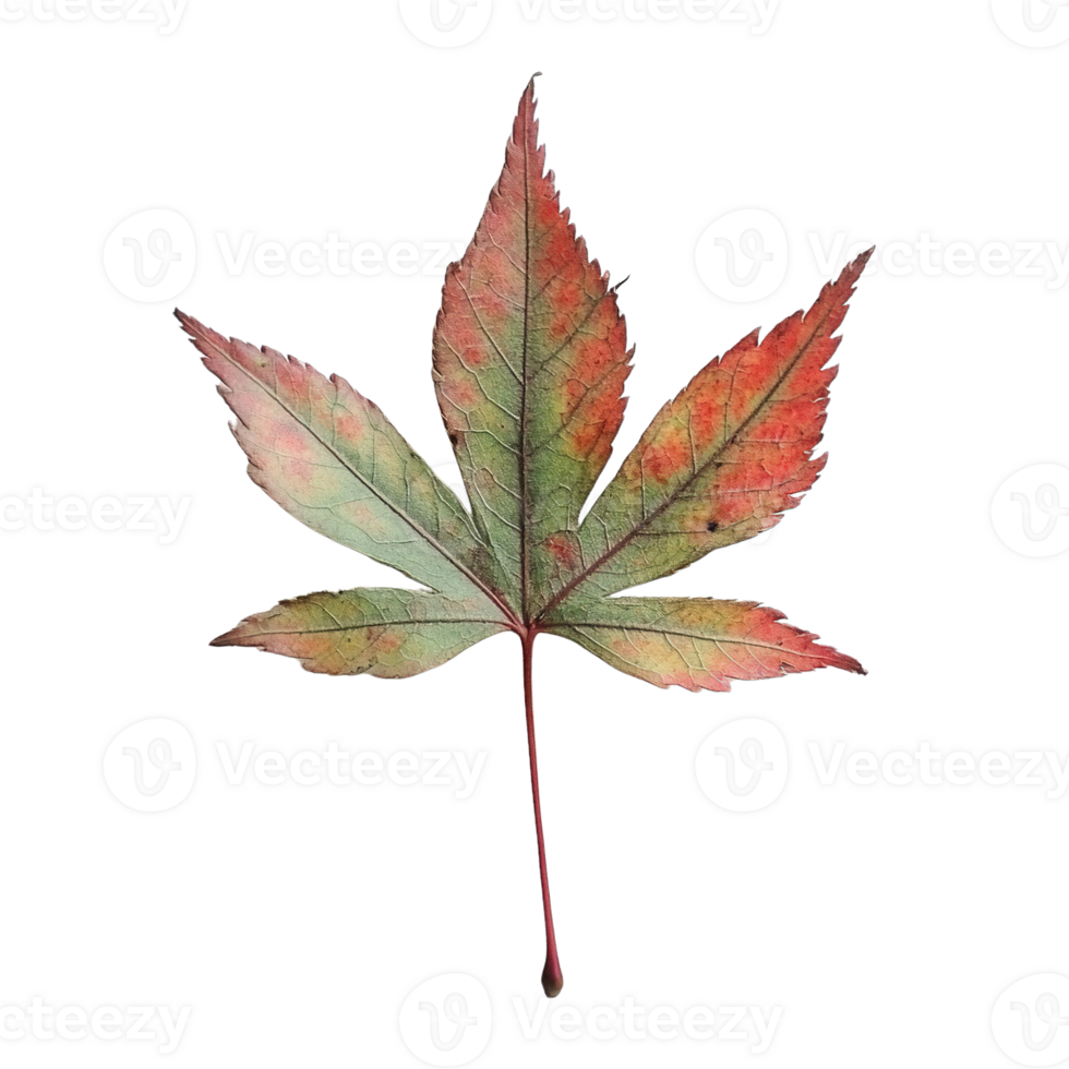 Elegant Japanese Maple Leaf in a Blend of Green and Red Hues png