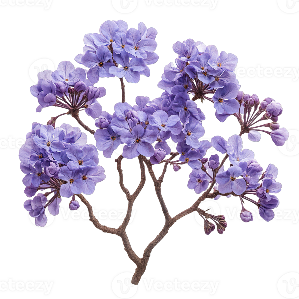 Purple Bloom Clusters from Jacaranda Tree in Full Bloom Isolated png