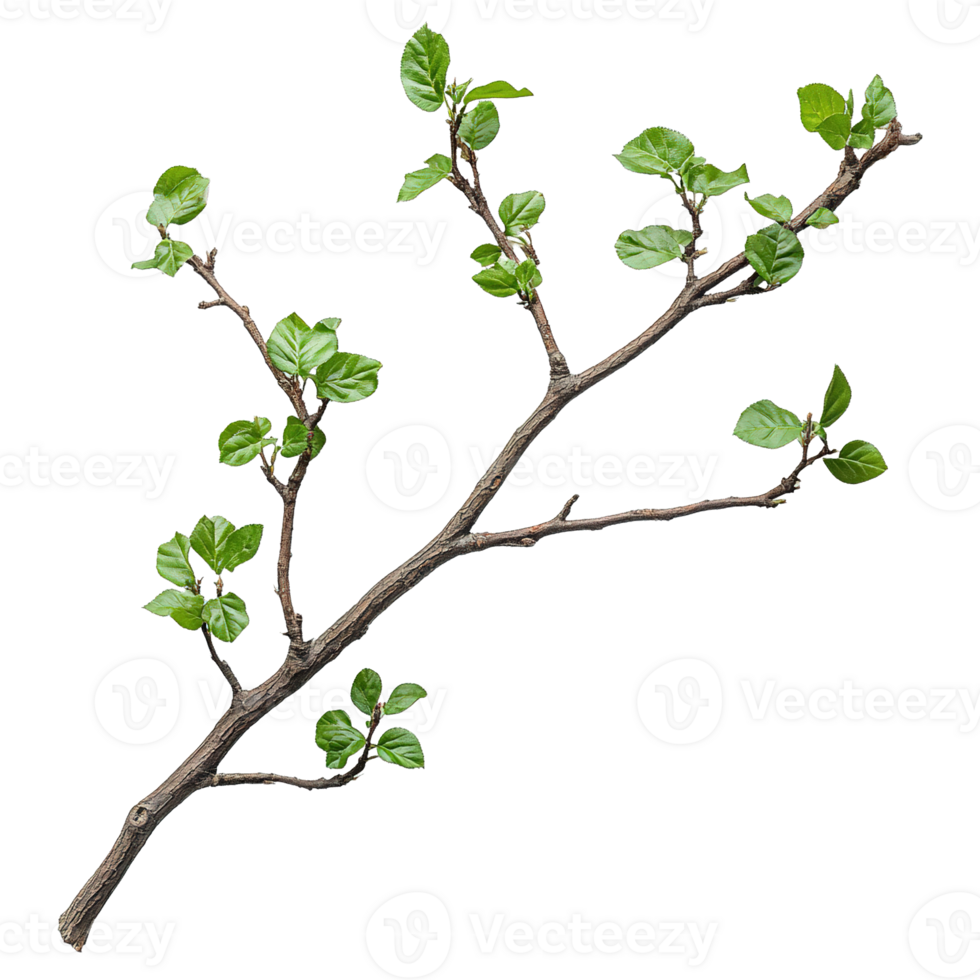 Close-Up of Hickory Tree Branch with Fresh Leaves Isolated on Transparent Background png