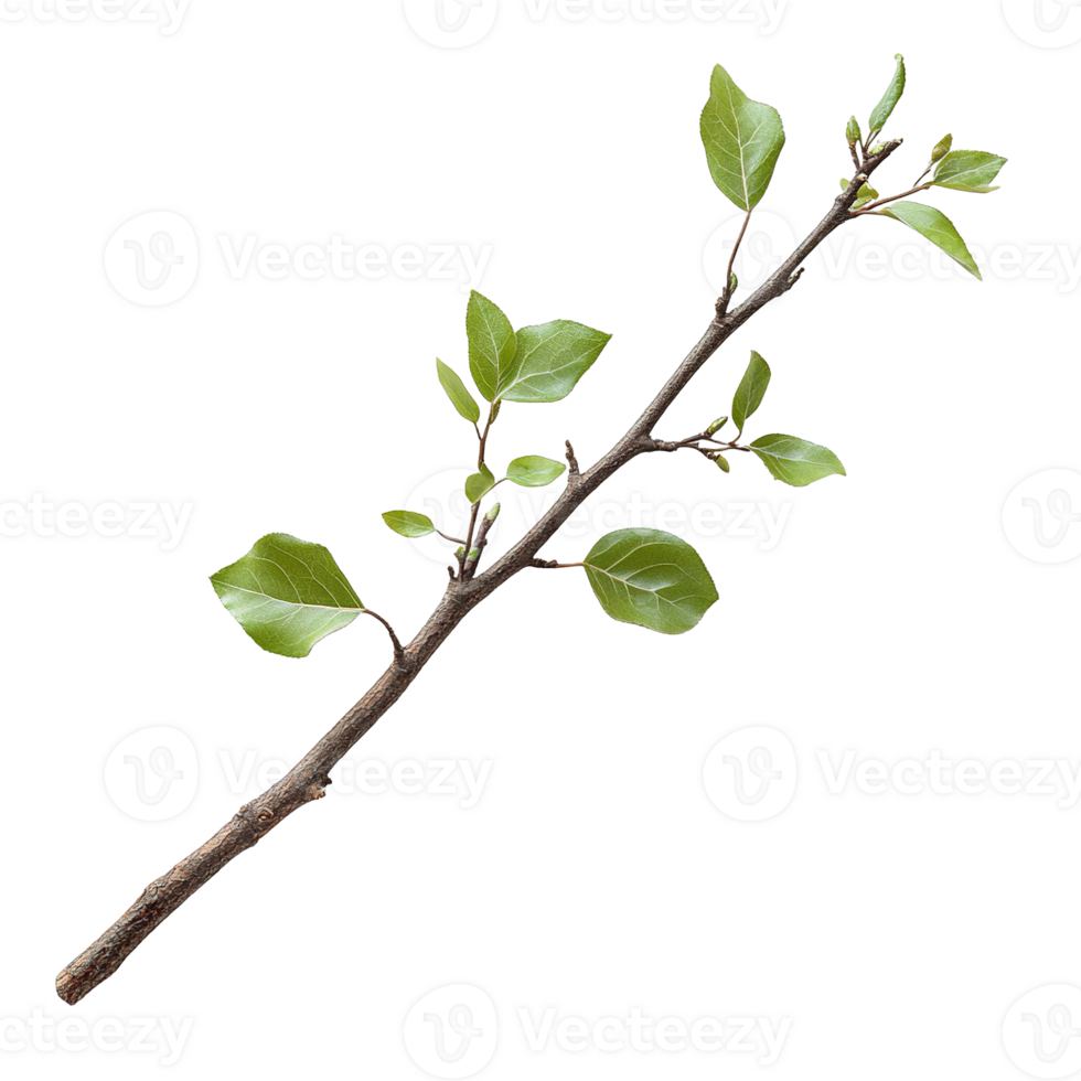 Branch of Hickory Tree Featuring Simple Leaf Structure png