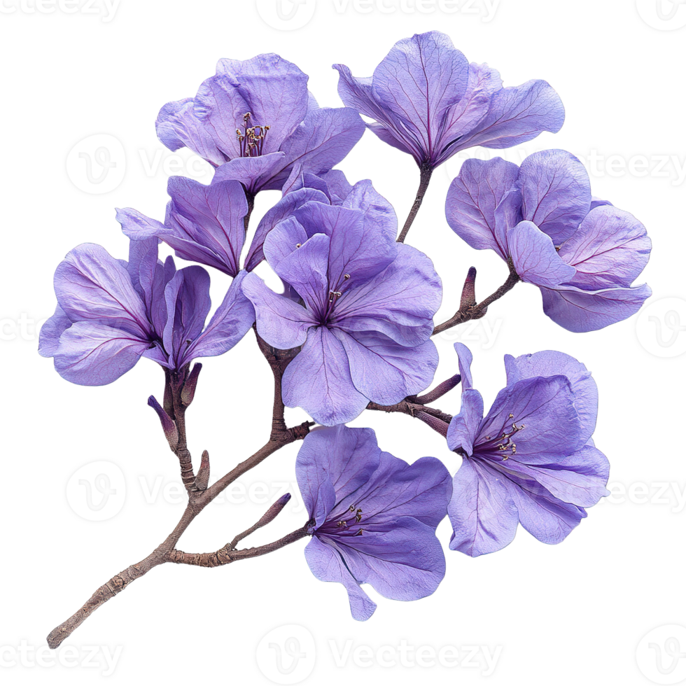 Close-Up of Jacaranda Flowering Branch with Rich Purple Hues on Transparent Background png