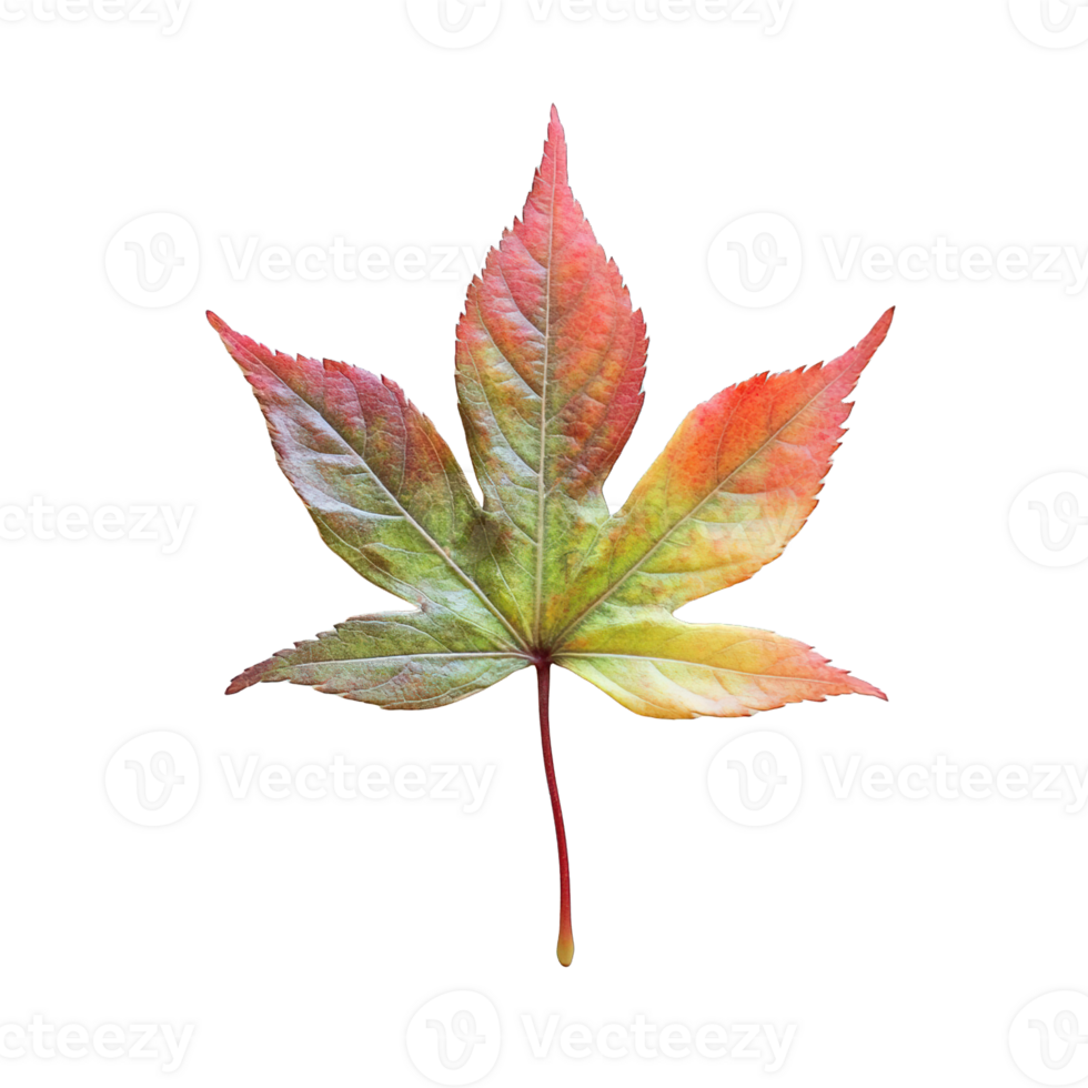 Close-Up of Japanese Maple Leaf Showing Fall Color Change png