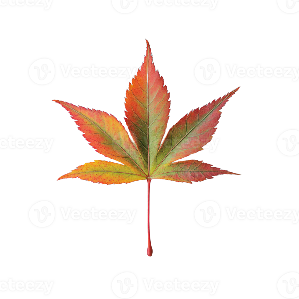Vivid Japanese Maple Leaf with Seasonal Gradient on Transparent Background png