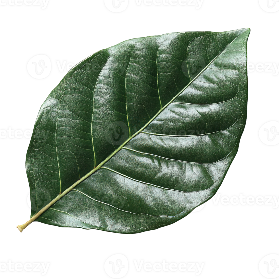 Single Magnolia Leaf with Symmetrical Veins and Smooth, Glossy Surface Isolated on Transparent Background png