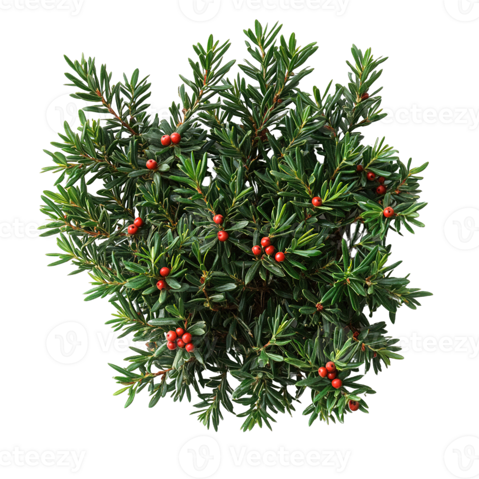 Top View of Yew Tree with Dense Green Leaves and Red Berries on Transparent Background png