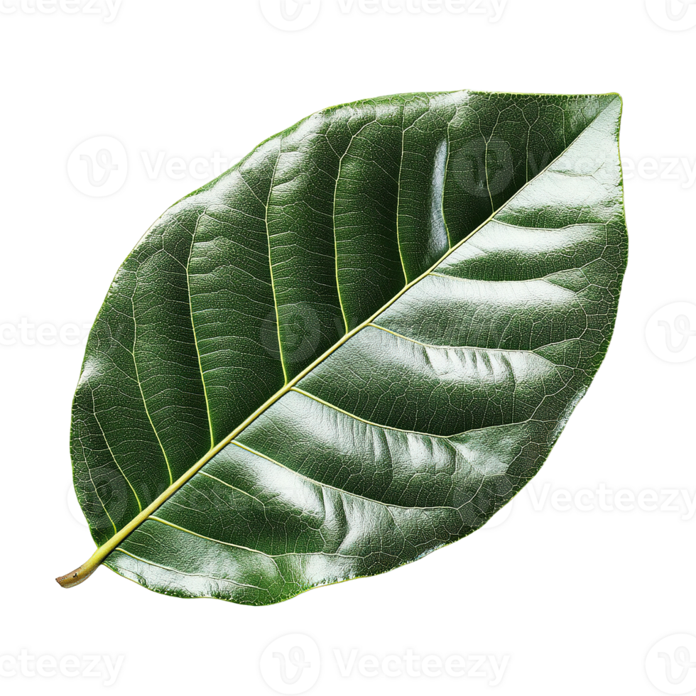 Detailed Magnolia Leaf with Glossy Finish and Clear Vein Structure on Transparent Background png