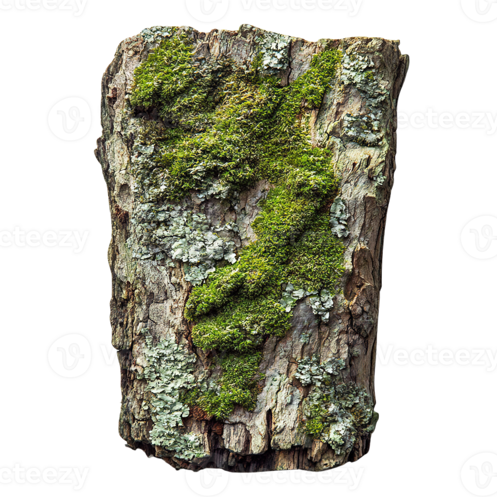 Detailed Image of Tree Bark with Green Moss and Lichen Growth on Transparent Background png