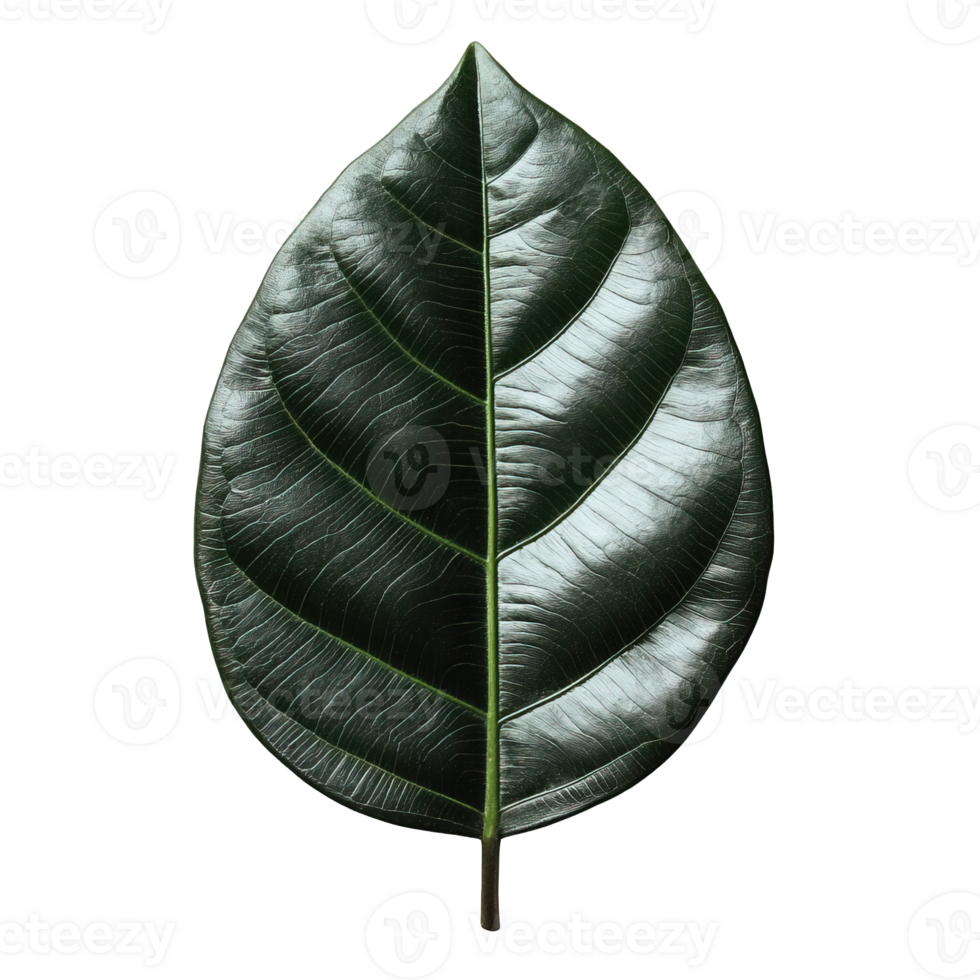 Rubber Tree Leaves with Glossy Texture and Prominent Vein Structures png