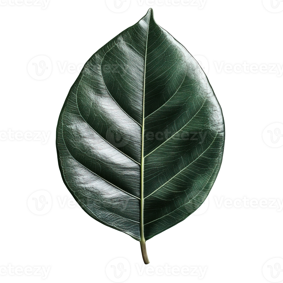 Close-Up of Lush Rubber Tree Leaf Highlighting Natural Gloss and Tropical Aesthetics png