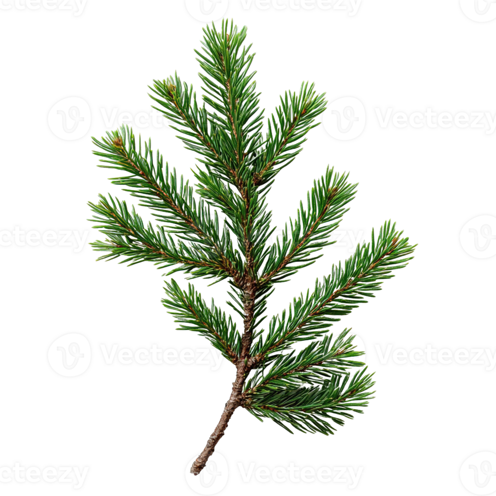 Close-Up of Fresh Spruce Branch Isolated on Transparent Background png