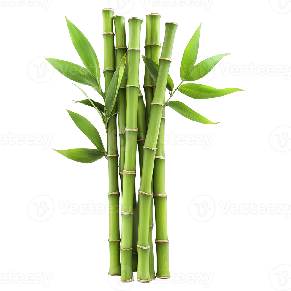 Green Bamboo Stalks with Long Leaves and Distinct Nodes on Transparent Background png