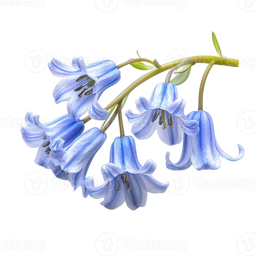 Cluster of Bluebell Blooms with Graceful Petals and Prominent Stamens png