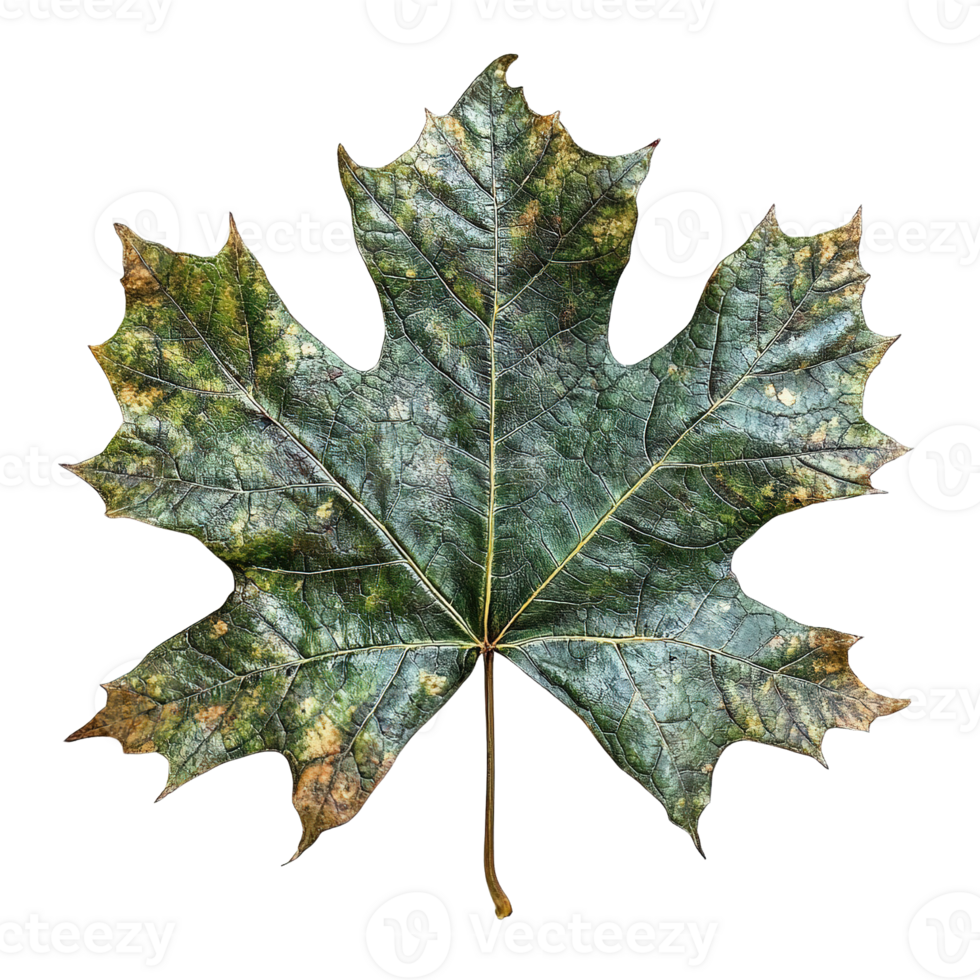 Sycamore Leaf with Mottled Patterns and Veins on Transparent Background png