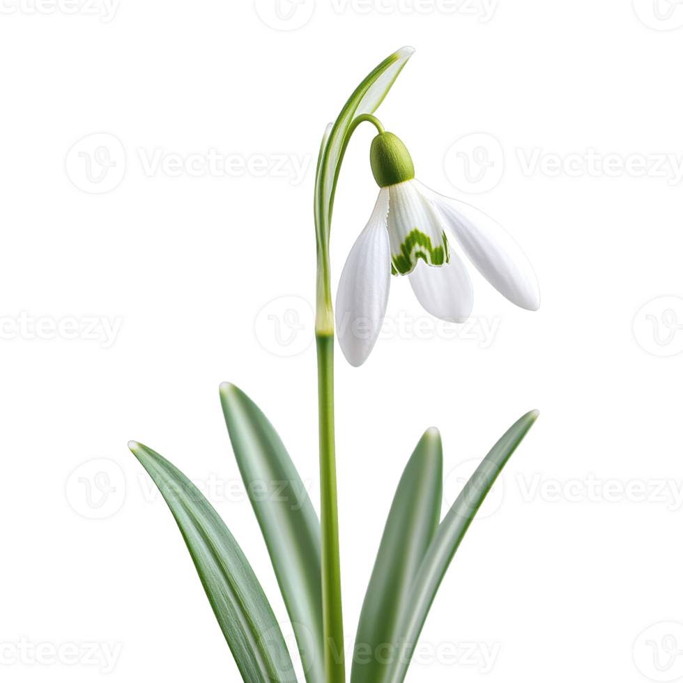 Snowdrop Flower with White Petals and Green Accents on Transparent Background png