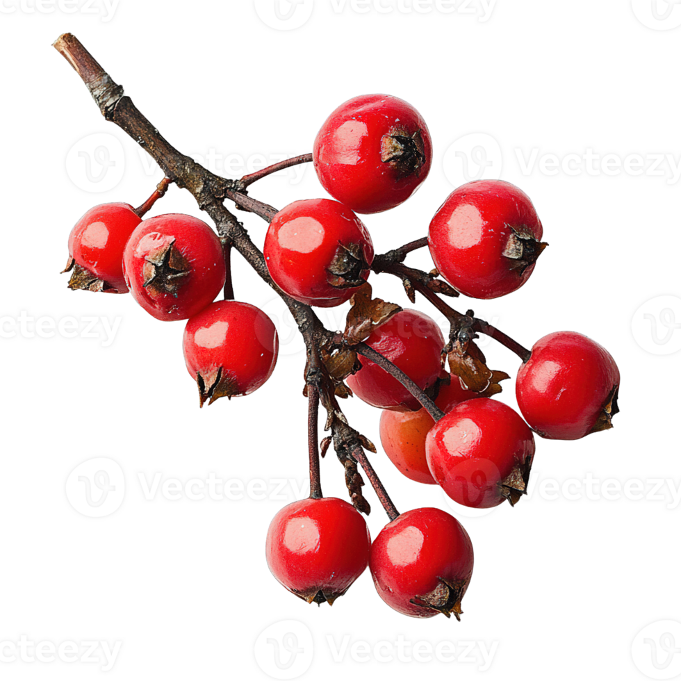 Vibrant Cluster of Red Berries with Glossy Finish on Brown Stem png