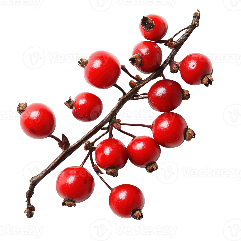 Cluster of Red Berries with Smooth, Glossy Surfaces on Brown Stalk png