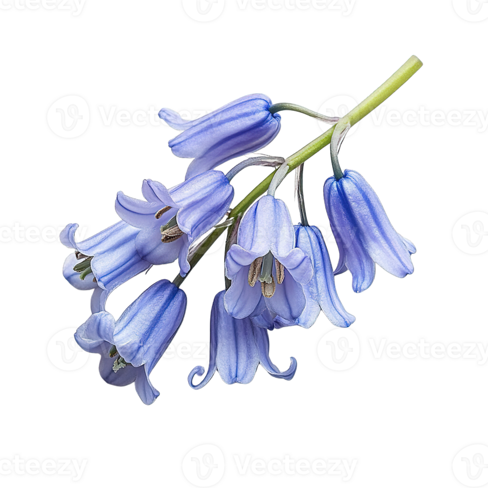 Bluebell Flowers with Light Blue Petals and Dark Stamens on Transparent Background png