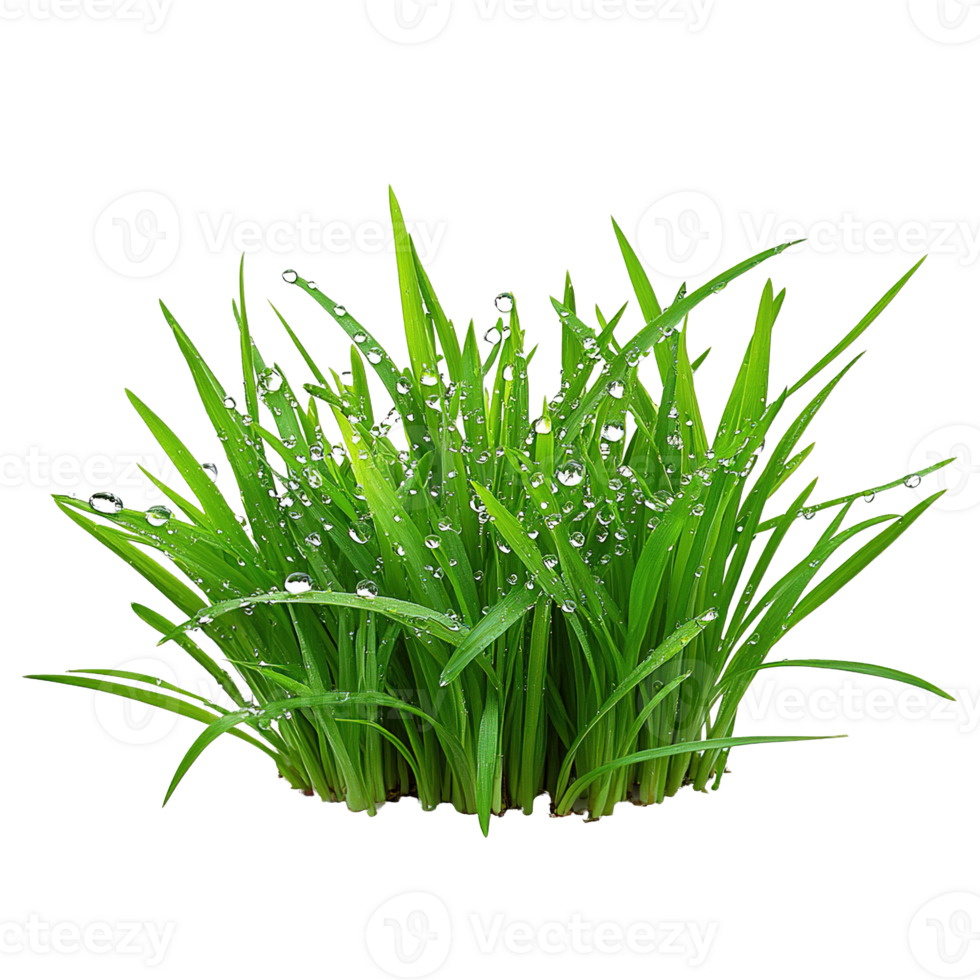 Sparkling Dew Drops on Lush Green Grass on Transparent Background png