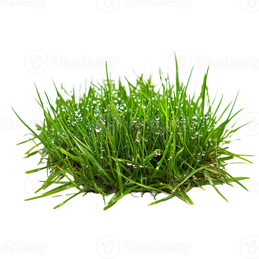 Lush Green Grass with Glimmering Dew Droplets png