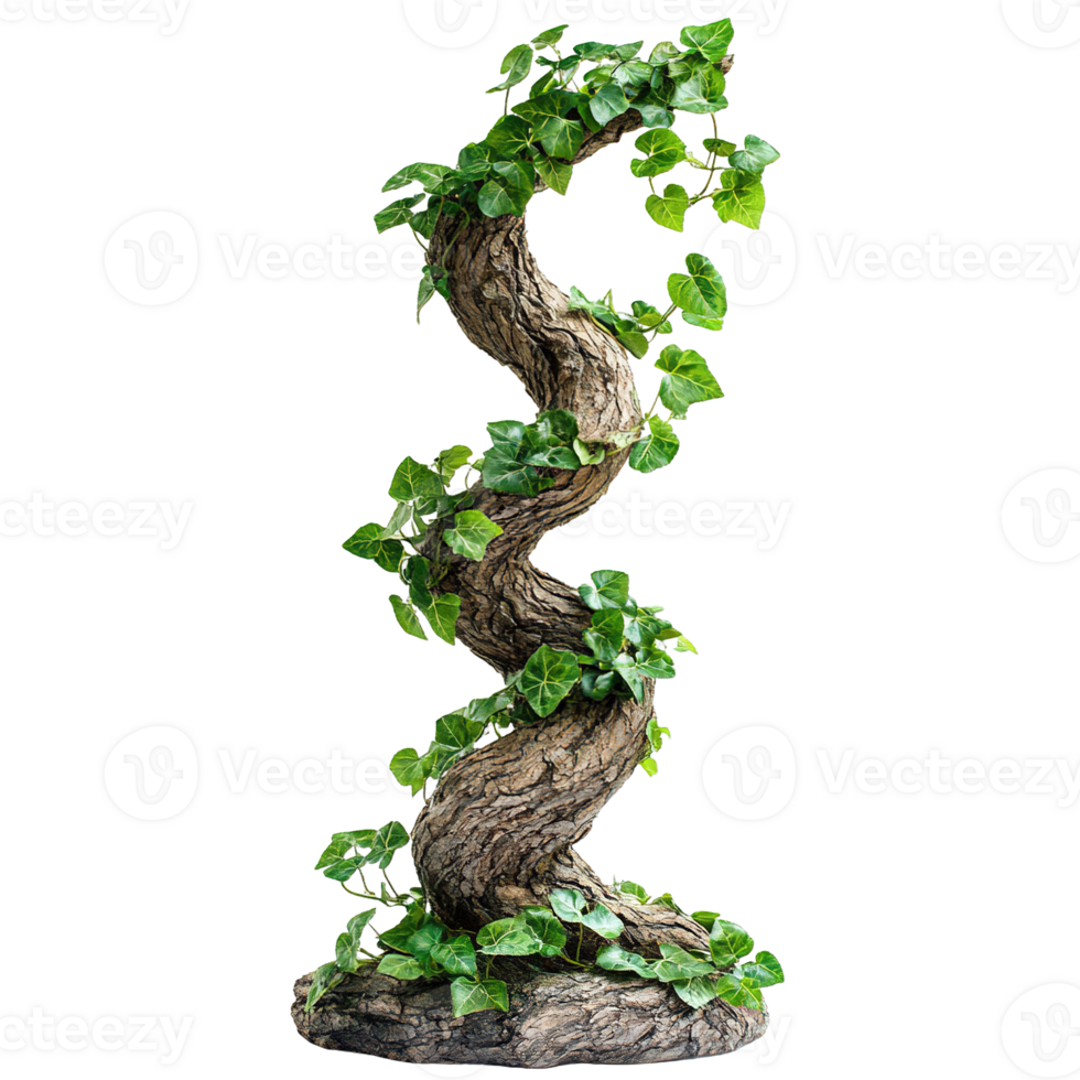 Climbing Vine with Green Foliage on Textured Tree Bark on Transparent Background png