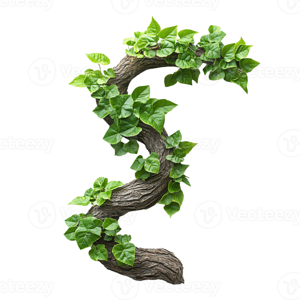 Heart-Shaped Leaves of Vine Climbing a Tree with Rough Bark png