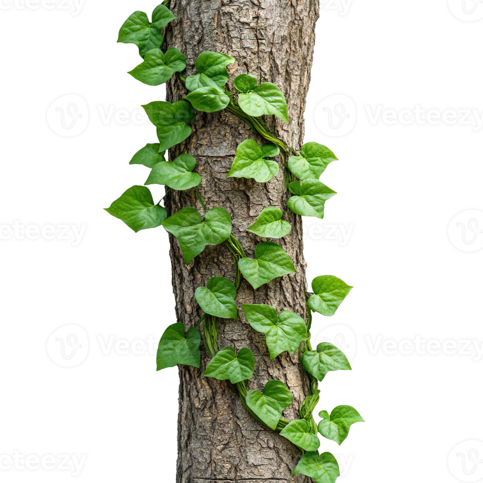 Tree Trunk with Climbing Vine Featuring Heart-Shaped Green Leaves png